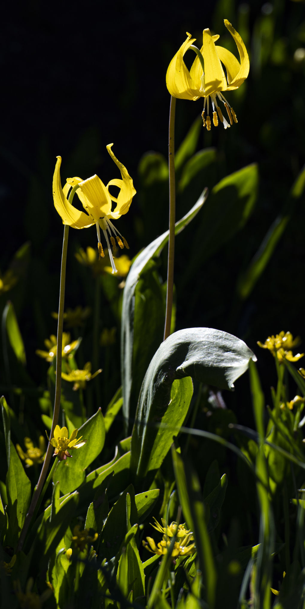 06_28_19 wildflowers1449.jpg